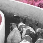 I Work In A Meat Processing Plant. Ordering Us to Stay Open Puts Profit Over Lives.