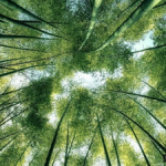 Pico Lyer on the Secret of Immersive Travel